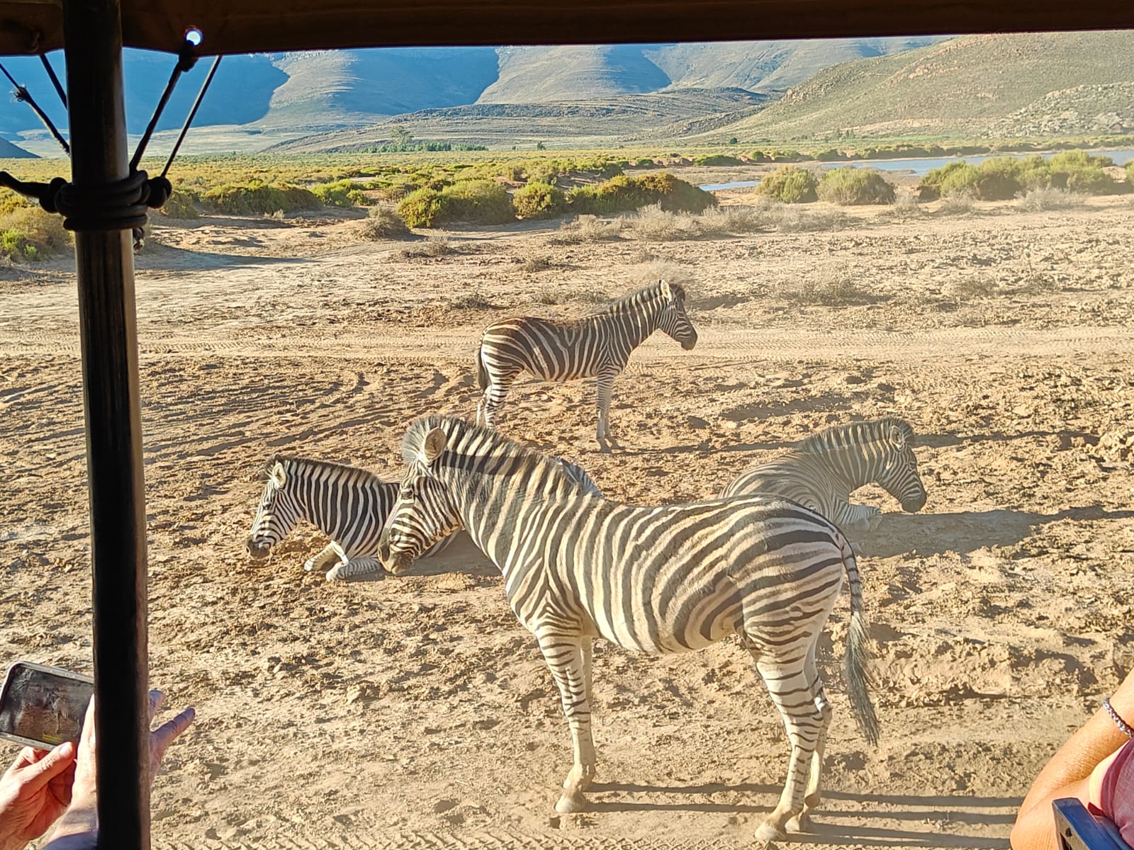 Aquila Game Reserve - Safari 53